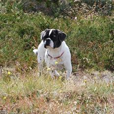 Blanding af racer Coco (21.05.07 - 01.05.19)
