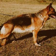 Schæferhund Heileis Heartbreaker(død)