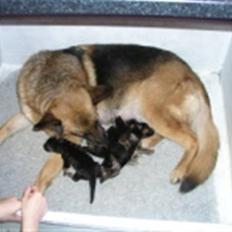 Schæferhund Heileis Heartbreaker(død)