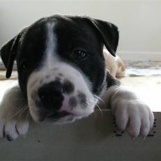 Amerikansk staffordshire terrier KODA