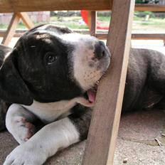 Amerikansk staffordshire terrier KODA