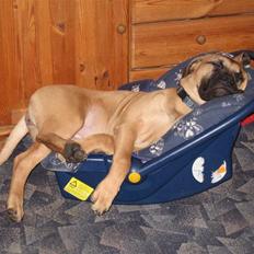 Bullmastiff Isabella