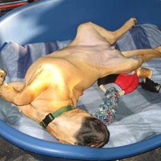 Bullmastiff Isabella