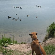Bullmastiff Isabella