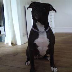 Amerikansk bulldog Topp's Magic Deville