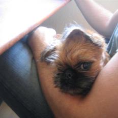 Griffon bruxellois Eddie