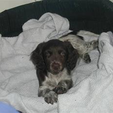 Kleiner münsterländer Zenta og freja