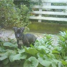 Amerikansk staffordshire terrier Kuno