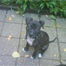Amerikansk staffordshire terrier Kuno