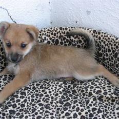 Blanding af racer » Hegnsholts Pax<3 « 