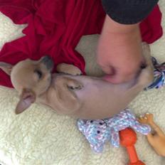 Chihuahua Coco