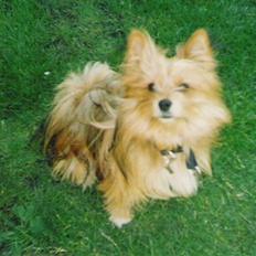 Blanding af racer Bamse
