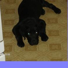 Blanding af racer basse