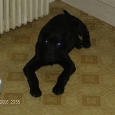 Blanding af racer basse