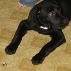 Blanding af racer basse