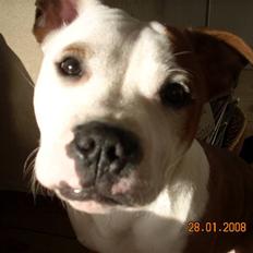 Staffordshire bull terrier Thor