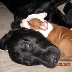 Staffordshire bull terrier Thor