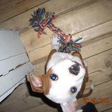 Staffordshire bull terrier Thor