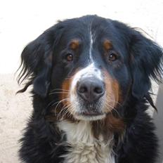 Berner sennenhund Bella