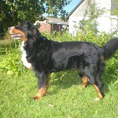 Berner sennenhund Bella