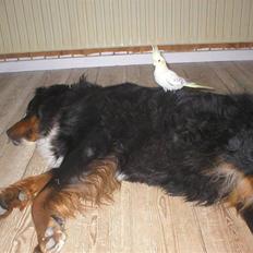 Berner sennenhund Bella