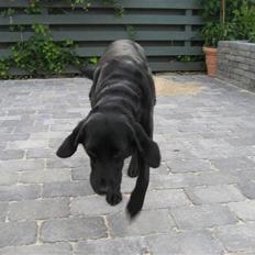 Labrador retriever Freja