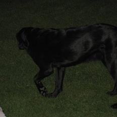 Labrador retriever Freja