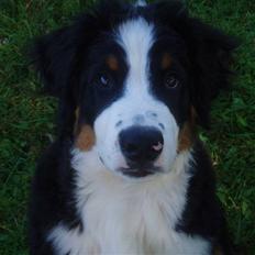 Berner sennenhund Samson