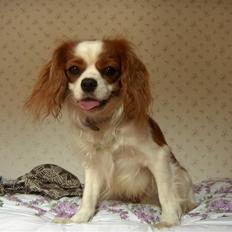 Cavalier king charles spaniel magnus