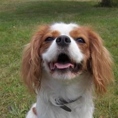 Cavalier king charles spaniel magnus
