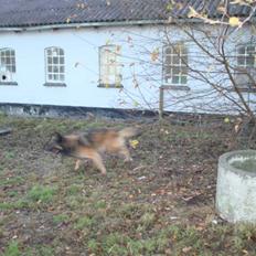 Belgisk hyrdehund assa