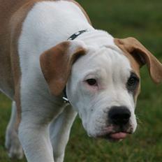 Amerikansk bulldog Eddie