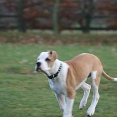 Amerikansk bulldog Eddie