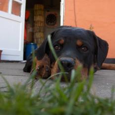 Rottweiler Bella R.I.P