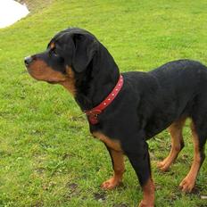 Rottweiler Bella R.I.P