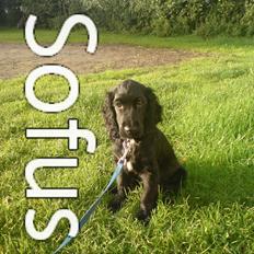 Cocker spaniel Sofus