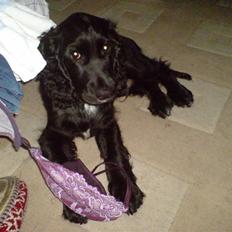 Cocker spaniel Sofus