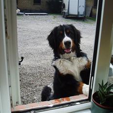 Berner sennenhund Tyson