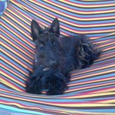 Skotsk terrier Freja