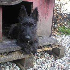 Skotsk terrier Freja