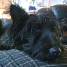 Skotsk terrier Freja