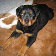 Rottweiler Ronja