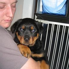 Rottweiler Ronja