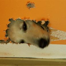 Hvid schæfer cæsar bamse R.I.P