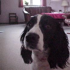 Engelsk springer spaniel Vilma ( Putte)
