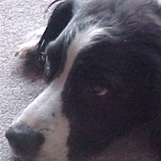 Engelsk springer spaniel Vilma ( Putte)