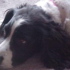 Engelsk springer spaniel Vilma ( Putte)