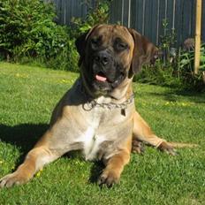 Boerboel Clyde - R.I.P
