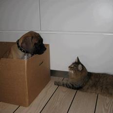 Boerboel Clyde - R.I.P