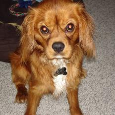 Cavalier king charles spaniel Ludvig